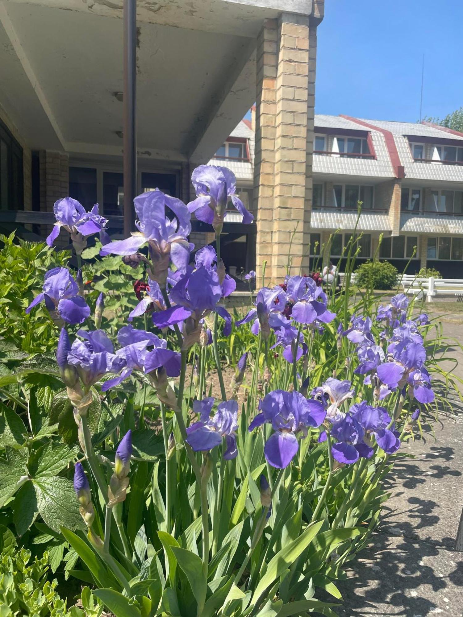 Vila Kastytis Nida Buitenkant foto